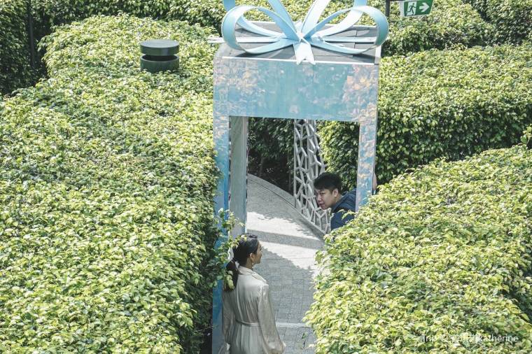 Hedge Maze